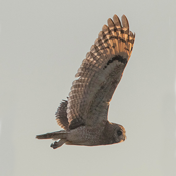 Marsh Owl
