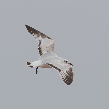Mediterranean Gull