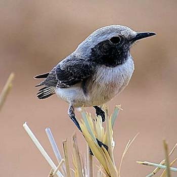 Mourning Wheatear