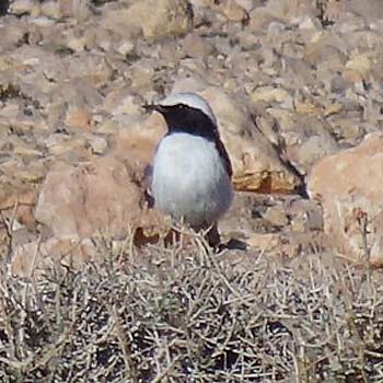 Mourning (Maghreb) Wheatear