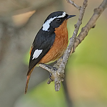 Moussier's Redstart