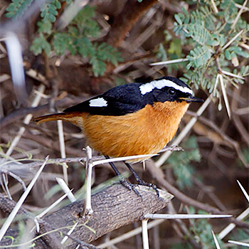Moussier's Redstart