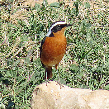 Moussier's Redstart