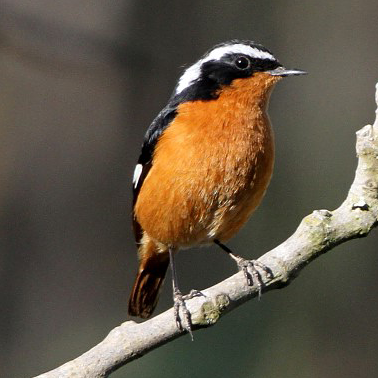 Moussier's Redstart