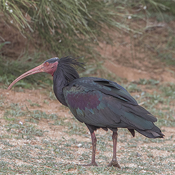 Northern Bald Ibis
