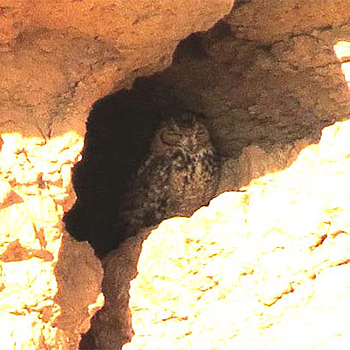 Pharaoh Eagle-owl