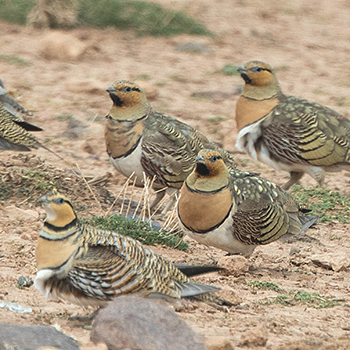 Pin-tailed Sandgrouse
