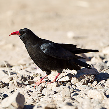 Red-billed Chough
