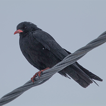 Red-billed Chough