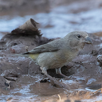 Red Crossbill