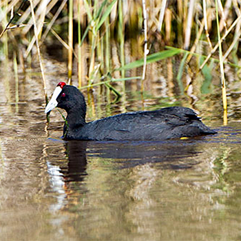 Red-knobbed Coot