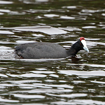Red-knobbed Coot