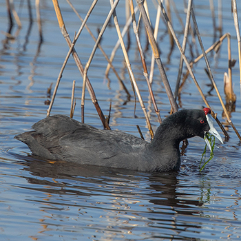 Red-knobbed Coot