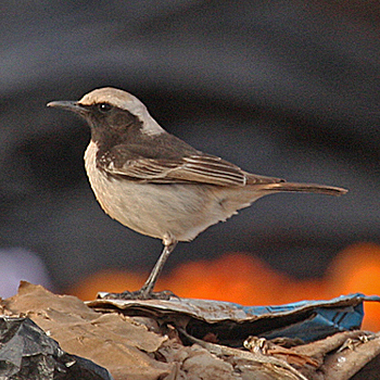 Red-rumped Wheatear