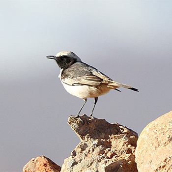 Red-rumped Wheatear