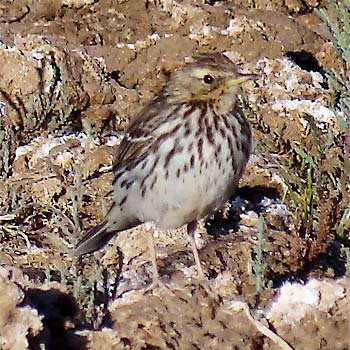 Red-throated Pipit