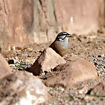 Rock Bunting
