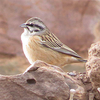 Rock Bunting