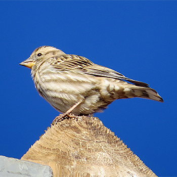 Rock Sparrow