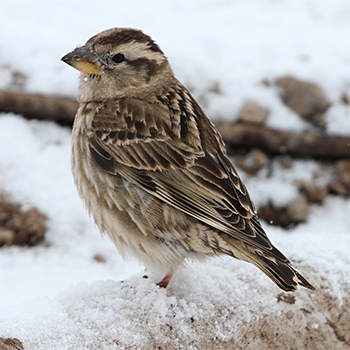 Rock Sparrow