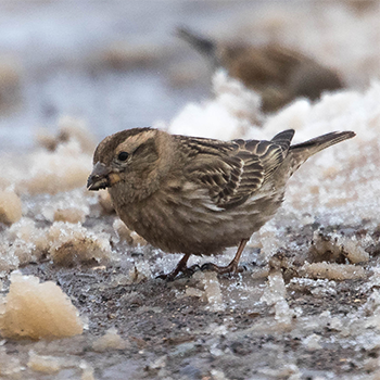 Rock Sparrow