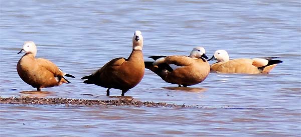 Ruddy Shelduck