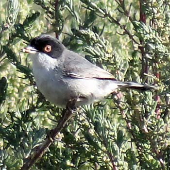 Sardinian Warbler