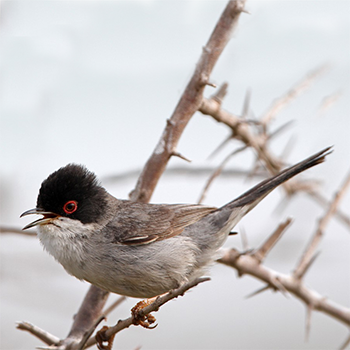 Sardinian Warbler