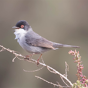 Sardinian Warbler
