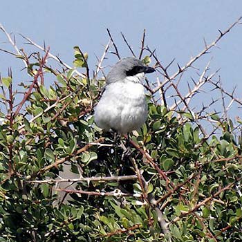 Great Grey Shrike