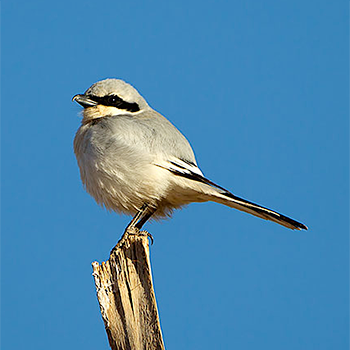 Great Grey Shrike