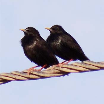 Spotless Starling