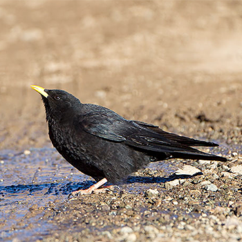 Spotless Starling