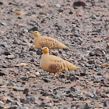 Spotted Sandgrouse