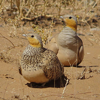 Spotted Sandgrouse