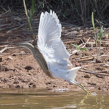 Squacco Heron