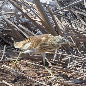 Squacco Heron