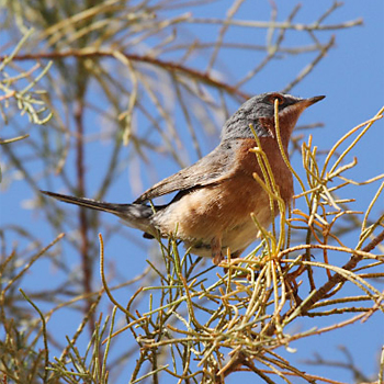 Western Subalpine Warbler