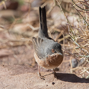 Western Subalpine Warbler