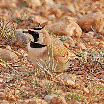 Temminck's Lark