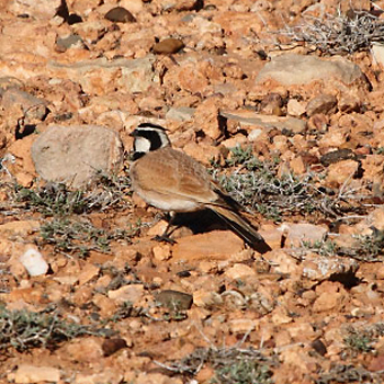 Temminck's Lark