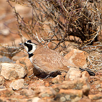 Temminck's Lark