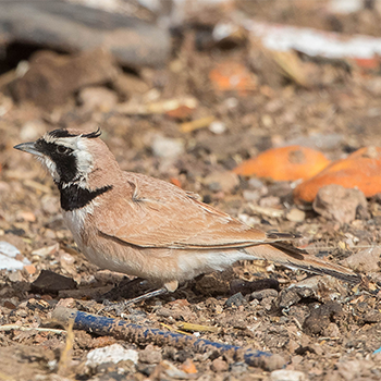 Temminck's Lark