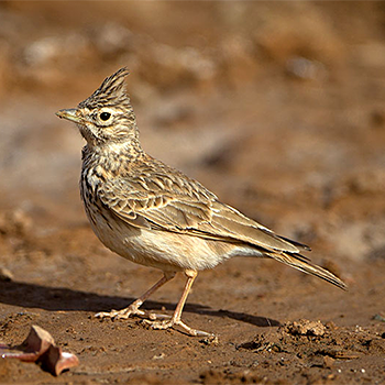 Thekla's Lark
