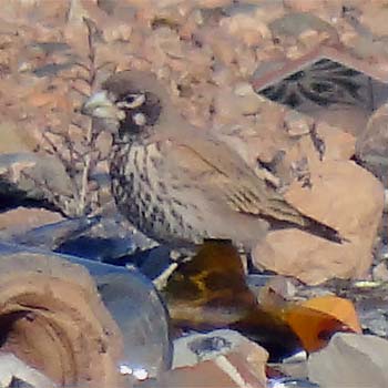 Thick-billed Lark