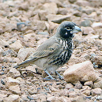 Thick-billed Lark