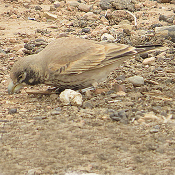 Thick-billed Lark