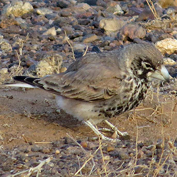 Thick-billed Lark