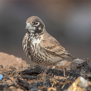 Thick-billed Lark