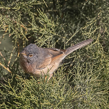 Tristram's Warbler